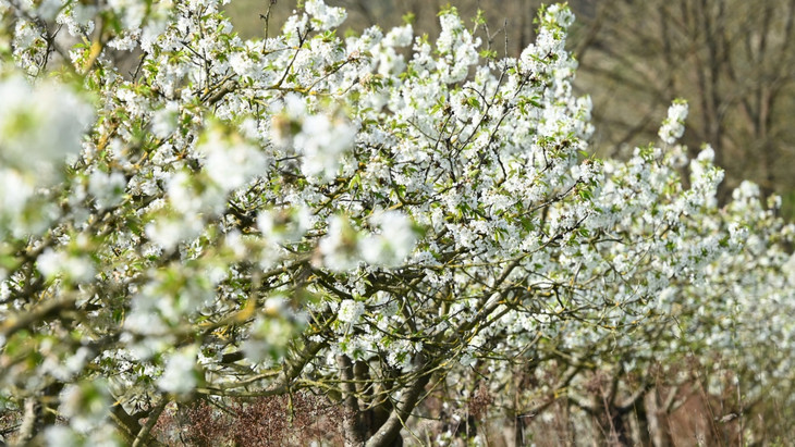 Auch im Obstanbau, etwa bei der Blüte später Kirschensorten, kann Frost zu Schäden führen.