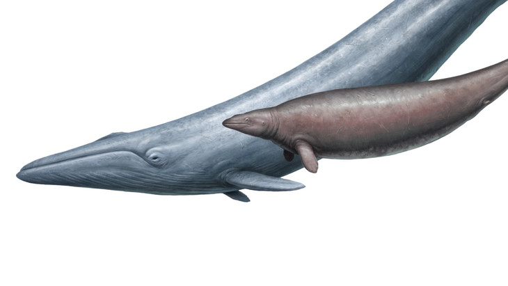 Ein nun in Zweifel gezogener Größenvergleich eines modernen Blauwals und des ausgestorbenen Perucetus colossus.