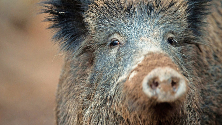 Beliebte Beute von Wilderern: Wildschweine werden regelmäßig illegal geschossen oder in Fallen erlegt.