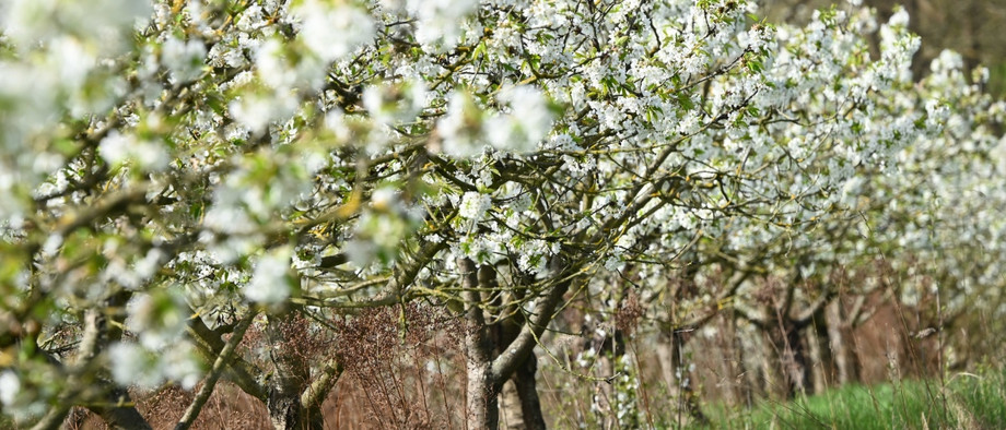 Auch im Obstanbau, etwa bei der Blüte später Kirschensorten, kann Frost zu Schäden führen.