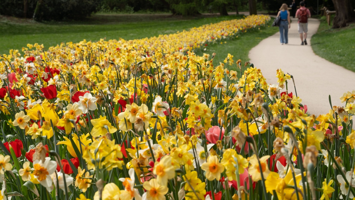 Blühendes Band: Abertausende Narzissen und Tulpen entfalten sich im Grüneburgpark.