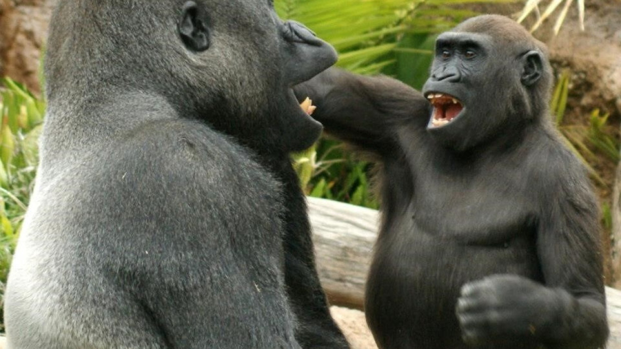 Beim Gorilla wie beim Menschen: Spielerisches Hänseln auch der Großen muss schonmal erlaubt sein.
