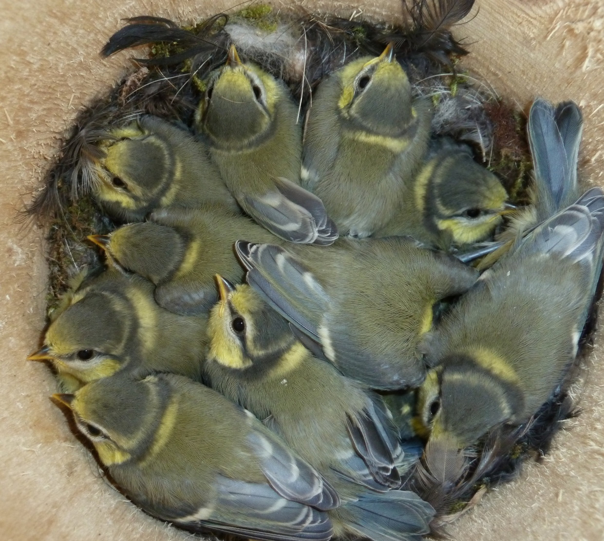 Zusätzliche hungrige Mäuler: In fast der Hälfte der Blaumeisen-Nester findet sich ein Küken von einem fremdem Vater.