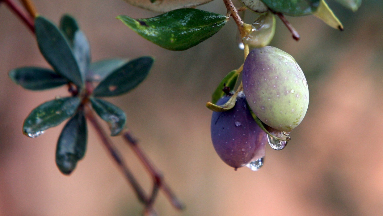 In den vergangenen zwei Jahren war die Olivenernte in der Mittelmeerregion eingebrochen.