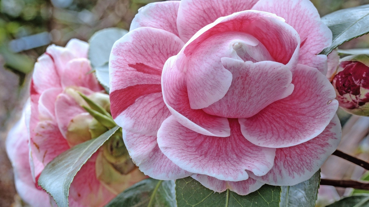 Camellia japonica ‘Bonomiana Nova’