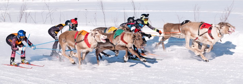 Die Jockeys stehen seitlich versetzt auf Ski und lassen sich in geduckter Haltung über die Bahn ziehen.