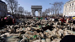 Tausende Schafe spazieren durch Paris