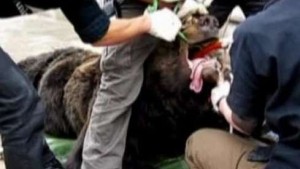 Bären aus chinesischer Gallen-Farm gerettet