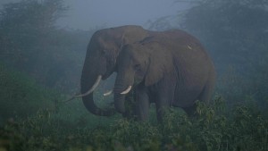 Kenias Elefanten in Bedrängnis