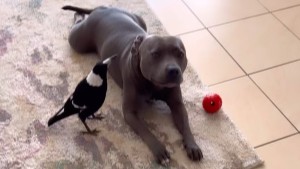 „Zerstört nicht ihre Freundschaft“ – Elster und Hund wieder vereint