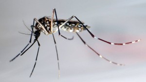 Eiweißkristalle gegen Tigermücken