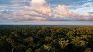 Was der Stress der Bäume mit dem Regenwald macht