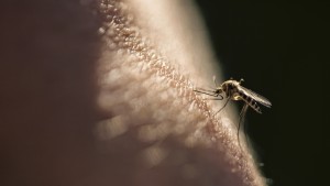 Stiko empfiehlt Impfstoff gegen Dengue nach vorheriger Infektion