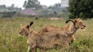 Dorfbewohner töten sechs Löwen in Kenia