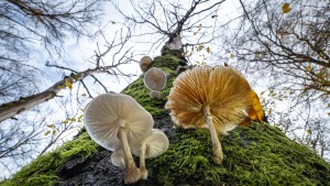 Pilze greifen Bäume an