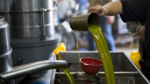 Gutes Olivenöl meist nicht unter 24 Euro pro Liter zu haben