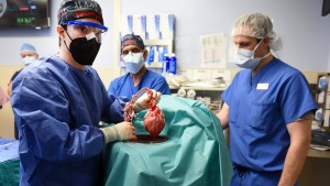 Ärzte transplantieren genverändertes Schweineherz