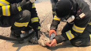 Waldbrände am Mittelmeer wüten weiter
