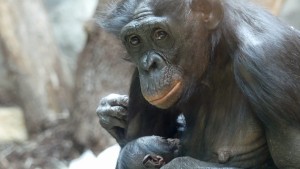 Bonobo-Nachwuchs im Frankfurter Zoo