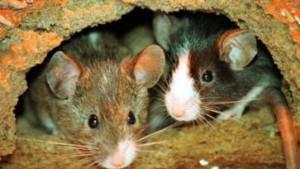 Protein KIF17 lässt Mäuse schneller lernen