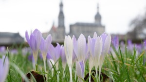 Frühlingshafte Temperaturen im Februar