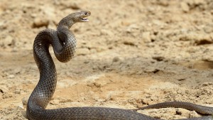 Franzose offenbar durch Schlangenbiss in Australien ums Leben gekommen
