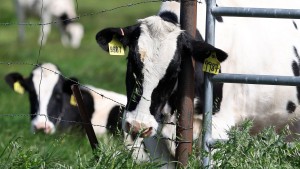 Warum Vogelgrippe bei Kühen zur Gefahr für Menschen werden könnte