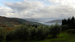 Fliege vermiest Olivenbauern in Italien die Ernte