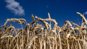EU-Landwirte sollen mehr Getreide anbauen