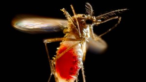 Der Ausflug der transgenen Mücken
