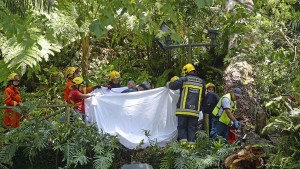 Mehrere Menschen von Baum erschlagen