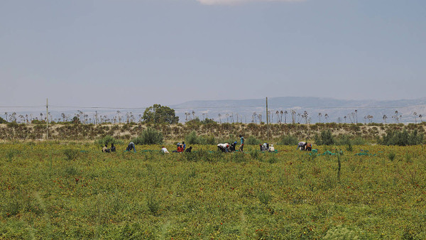 Erntehelfer während der Tomatenernte auf einem Tomatenfeld in der Nähe des kleinen Ortes Borgo Mezzanone (Apulien, Italien).