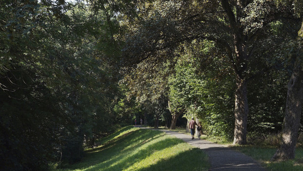 Bäume säumen den Fußgängerweg auf dem Mannheimer Rheinhochwasserdamm. Nach aktuellen Sanierungsplänen soll das nicht mehr lange so sein.