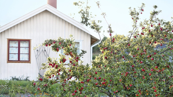 Idyll mit Apfelbaum: Ein schöner Garten lädt zum Entspannen ein und kann sogar den Wert des Hauses steigern.