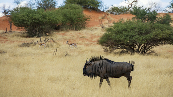 Lebensraum für große Säugetiere: die afrikanische Savanne