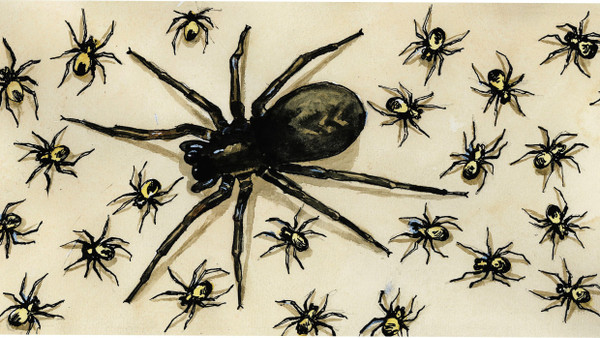 Eine Spinne, die von mehreren kleinen Spinnen umgeben ist.