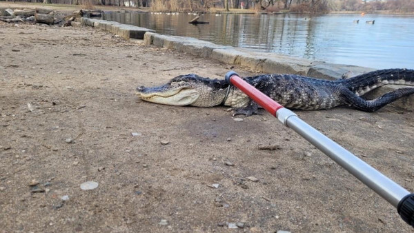 Der 1,20 Meter lange Alligator stand vermutlich unter Kälteschock, als die New Yorker Parkranger ihn aus dem Teich zogen.