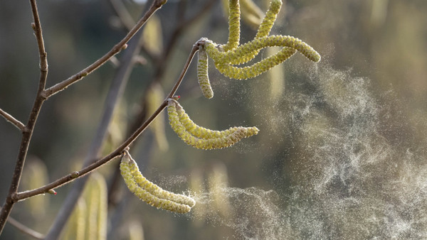 Macht Allergikern keinen Spaß: Pollen eines Haselnussbaums
