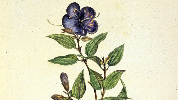 Prinzessinnenblume, beschrieben von Alexander von Humboldt