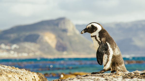 Friedliche Geschöpfe: Nahe Simon’s Town bei Kapstadt haben es sich mehr als 2000 Pinguine gemütlich gemacht.