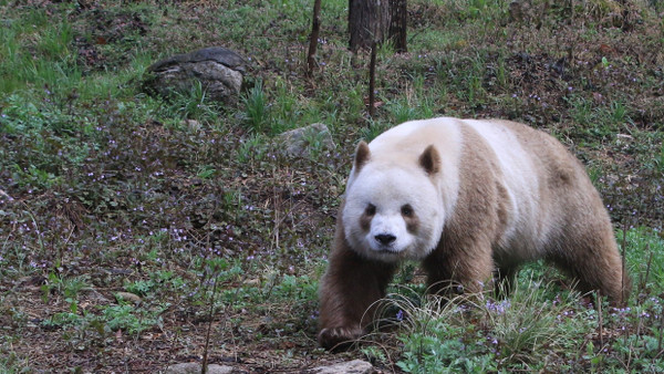 Qizai ist der einzige derzeit in Gefangenschaft lebende „Kakao-Panda“