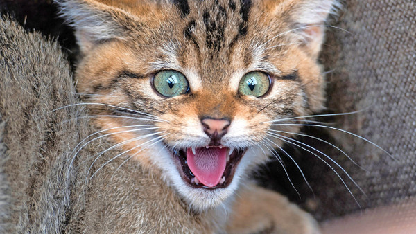 Menschenscheu: Eine junge Wildkatze macht klar, dass sie in Ruhe gelassen werden will.