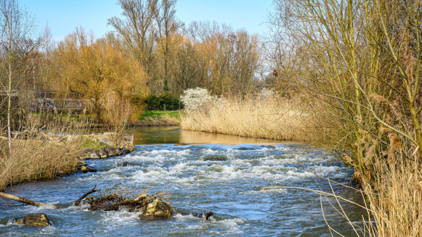 Natur pur: Die Nidda am alten Höchster Wehr ist vor zehn Jahren schon zur attraktiven Flusslandschaft umgebaut worden.