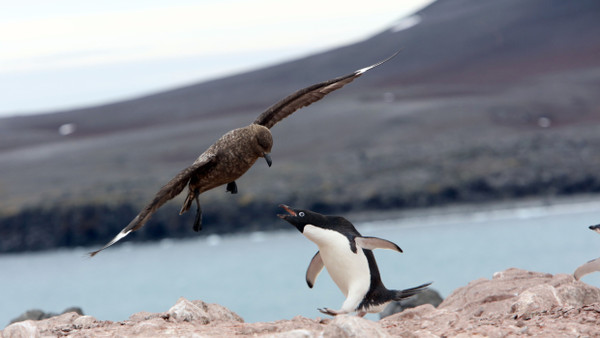 Raubmöwen erbeuten in Pinguinkolonien kranke oder schwache Tiere.