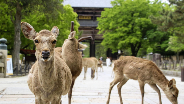 In Nara gelten die Sika-Hirsche als Götterboten.