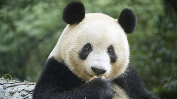Große Pandas sind stark bedroht, viele Tiere leben in Zucht- und Forschungsstationen.