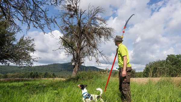 Schadensbegrenzung: Peter Prade vom Obst- und Gartenbauverein Fischbach wird mit der Säge einen fast abgestorbenen Baum von Mistelzweigen befreien.