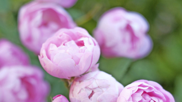 Die Kletterrose ’Raubritter‘ besticht mit dicht gefüllten Blütenkugeln in zartem Rosé.