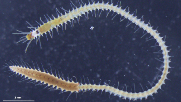 Megasyllis spec. sind kleine Meereswürmer mit vielen Anhängseln, die auch zur Fortbewegung dienen.