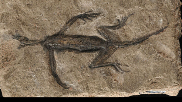 Willentlich oder unwissentlich manipuliert: Das Fossil des Tridentinosaurus antiquus aus Italien